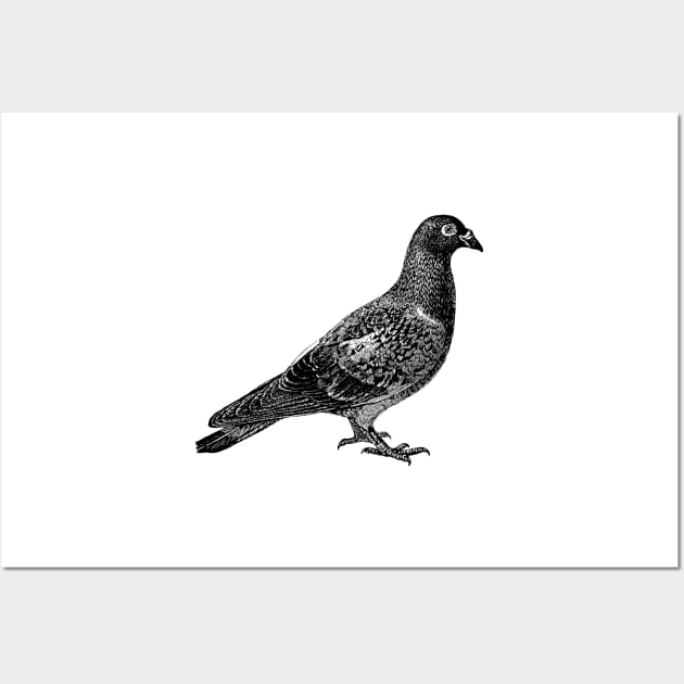 Pigeon in black Wall Art by winterwinter